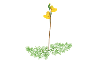 Utricularia_australis_Listagem