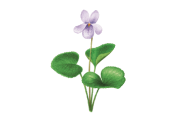 Viola_palustris_Listagem