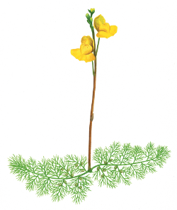 Utricularia australis 1 600 600