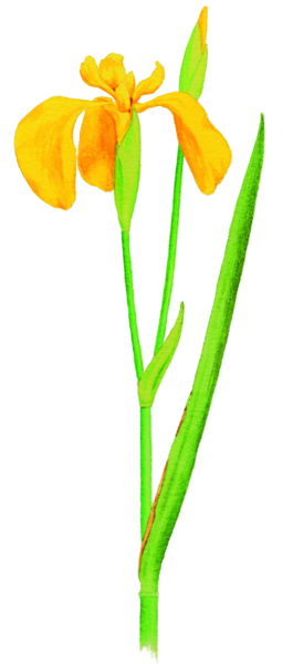 Iris pseudacorus 1 600 600